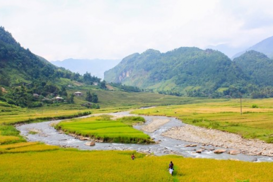 Mù Cang Chải thiên đường của lúa vàng và những cánh diều bay