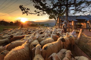 Những bước chân du mục khám phá đồng cừu An Hòa - Ninh Thuận