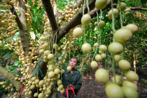 Đến thăm vựa trái cây lớn nhất Tiền Giang - miệt vườn Cái Bè