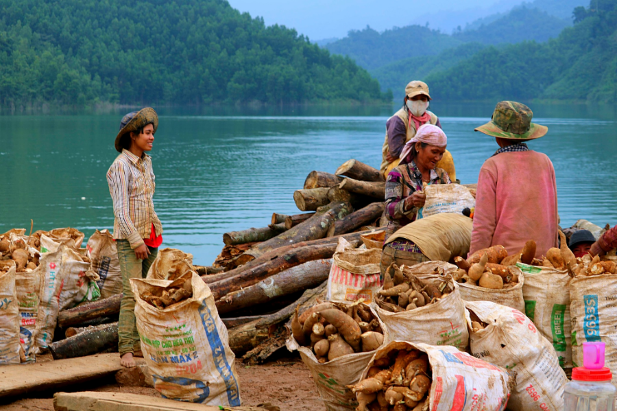 Người Hre thu hoạch khoai mì gần hồ chứa nước.